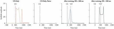 A Longer Interstimulus Interval Yields Better Learning in Adults and Young Adolescents